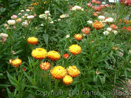 Paper Daisies Mixed 